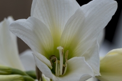 Keukenhof Fleur-18