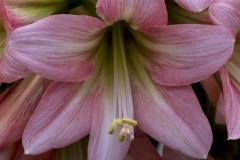 Keukenhof Fleur-19