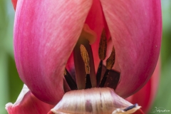 Keukenhof Fleur-2
