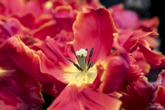 Keukenhof Fleur-20