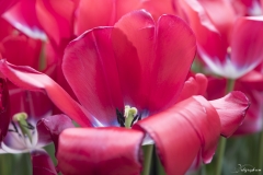 Keukenhof Fleur-21