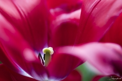 Keukenhof Fleur-22