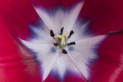 Keukenhof Fleur-23
