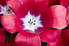 Keukenhof Fleur-24