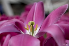 Keukenhof Fleur-25