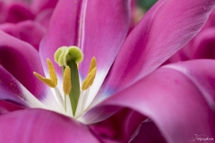 Keukenhof Fleur-26