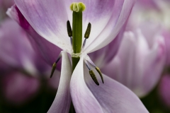 Keukenhof Fleur-27