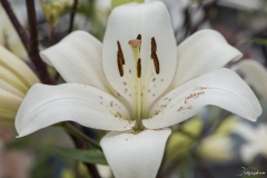 Keukenhof Fleur-28