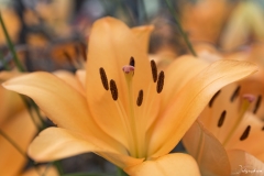 Keukenhof Fleur-29
