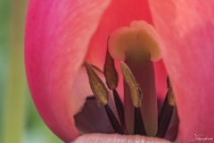 Keukenhof Fleur-3