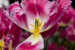 Keukenhof Fleur-30
