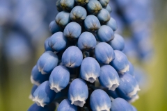 Keukenhof Fleur-31