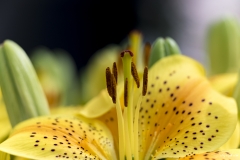 Keukenhof Fleur-32