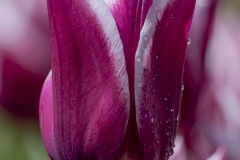 Keukenhof Fleur-33