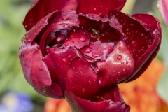 Keukenhof Fleur-34