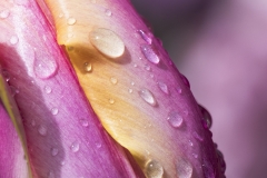 Keukenhof Fleur-35
