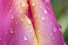 Keukenhof Fleur-36