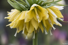 Keukenhof Fleur-37