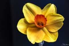 Keukenhof Fleur-38
