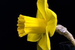 Keukenhof Fleur-39