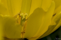 Keukenhof Fleur-4