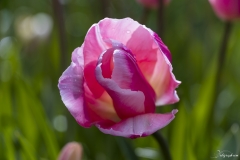 Keukenhof Fleur-40