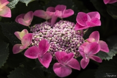 Keukenhof Fleur-41