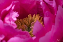 Keukenhof Fleur-42