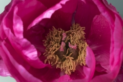 Keukenhof Fleur-43