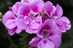 Keukenhof Fleur-44