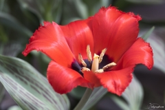 Keukenhof Fleur-45
