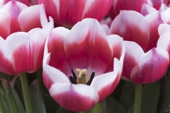 Keukenhof Fleur-46