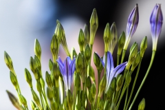 Keukenhof Fleur-48