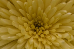 Keukenhof Fleur-5