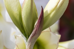 Keukenhof Fleur-50