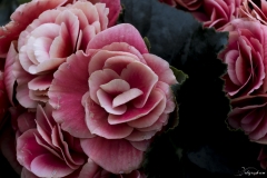 Keukenhof Fleur-6