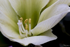 Keukenhof Fleur-7