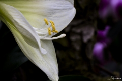 Keukenhof Fleur-8