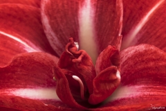 Keukenhof Fleur-9