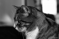 chat