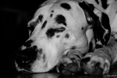 dalmatien