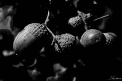 glands