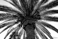 le_palmier
