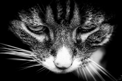 regard_de_chat
