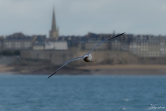 goeland_vers_st_malo