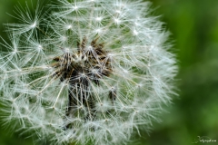 Fleur de pissenlit 02