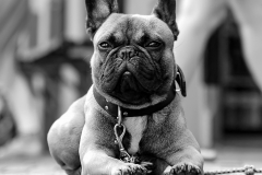 le_bulldog_francais
