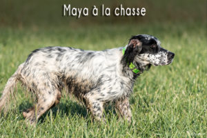 maya-a-la-chasse